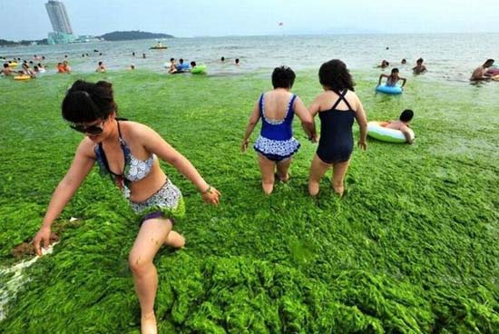 Κινέζικη παραλία έγινε καταπράσινη! (3)