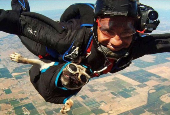 Φωτογραφία της ημέρας: Σκύλος skydiver