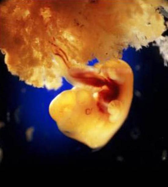Η διαδικασία γονιμοποίησης σε συγκλονιστικές macro φωτογραφίες (15)