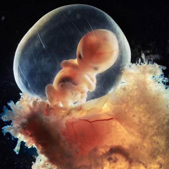 Η διαδικασία γονιμοποίησης σε συγκλονιστικές macro φωτογραφίες (16)