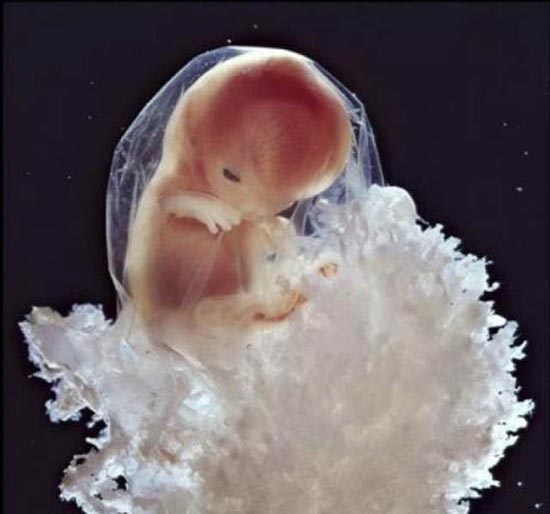 Η διαδικασία γονιμοποίησης σε συγκλονιστικές macro φωτογραφίες (17)