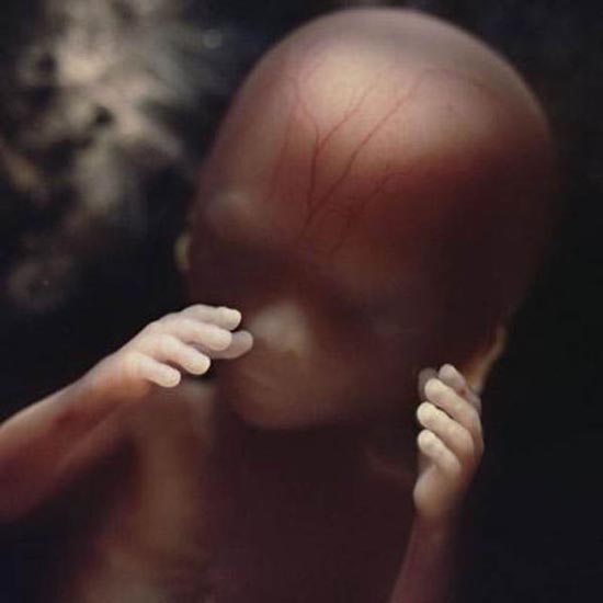 Η διαδικασία γονιμοποίησης σε συγκλονιστικές macro φωτογραφίες (18)