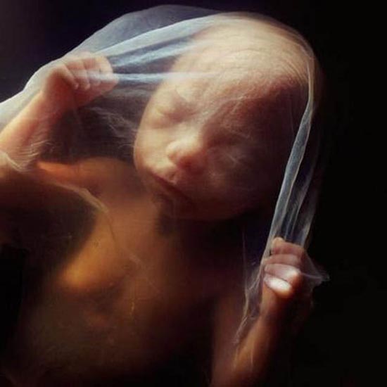 Η διαδικασία γονιμοποίησης σε συγκλονιστικές macro φωτογραφίες (20)