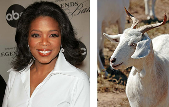 Oprah vs κατσίκας που φωνάζει