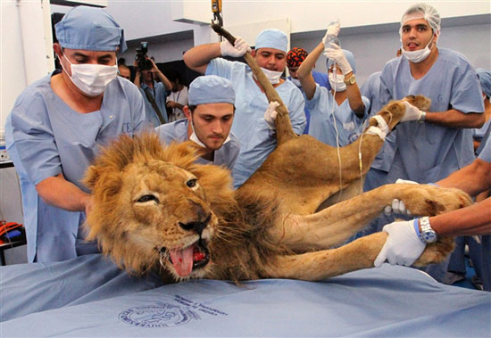 Φωτογραφία της ημέρας: Λιοντάρι στον οδοντίατρο