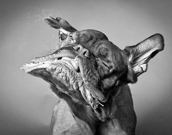 «Σκύλοι εν κινήσει από την Carli Davidson» (2)