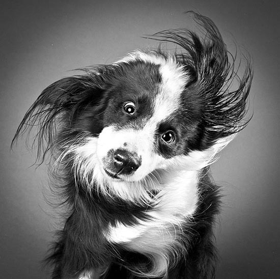 «Σκύλοι εν κινήσει από την Carli Davidson» (3)