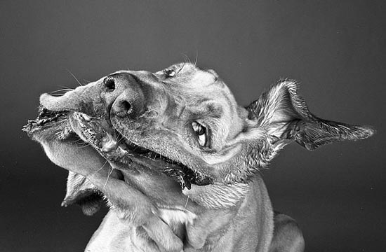 «Σκύλοι εν κινήσει από την Carli Davidson» (6)