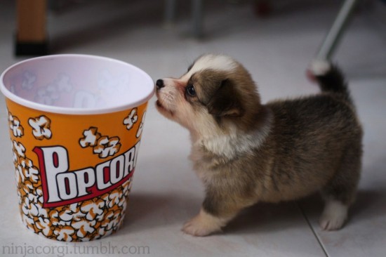 Φωτογραφία της ημέρας: Μικροσκοπικός σκύλος σε μέγεθος mini popcorn