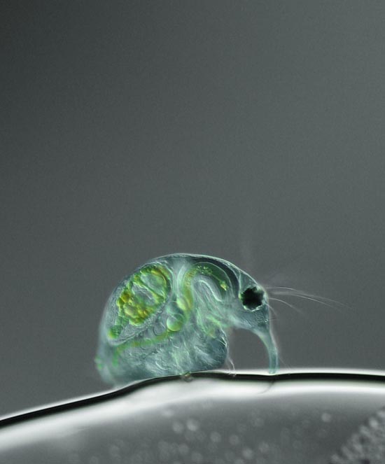 Οι 20 καλύτερες φωτογραφίες της χρονιάς από μικροσκόπιο (10)
