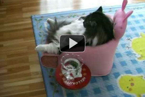 Χοντρή γάτα βλέπει TV στην πολυθρόνα της