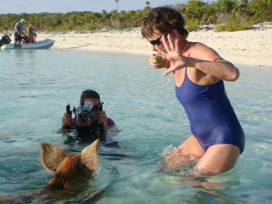 Ασυνήθιστοι τουρίστες στις Μπαχάμες (24)