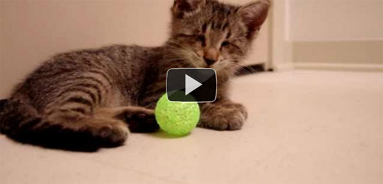Τυφλό γατάκι παίζει με παιχνίδια για πρώτη φορά