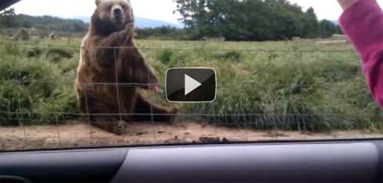 Ευγενική αρκούδα χαιρετάει επιβάτη αυτοκινήτου