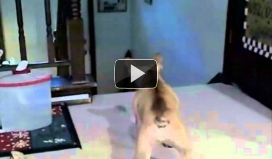 Γάτα τρομοκρατεί γαλλικό bulldog