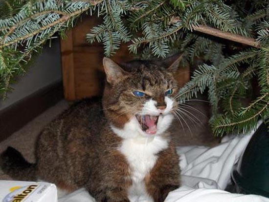 Γάτες που μισούν τα Χριστούγεννα (3)
