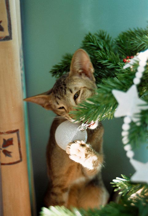 Γάτες που μισούν τα Χριστούγεννα (9)