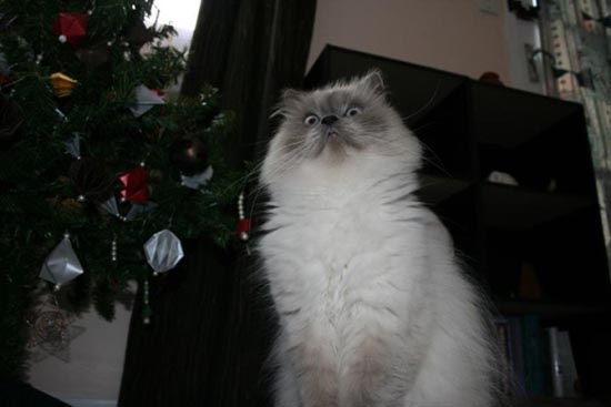 Γάτες που μισούν τα Χριστούγεννα (10)