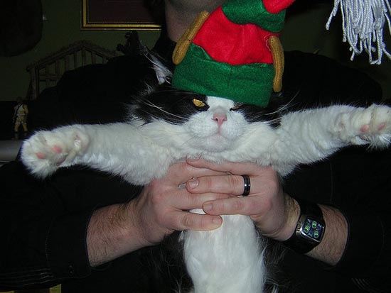 Γάτες που μισούν τα Χριστούγεννα (12)