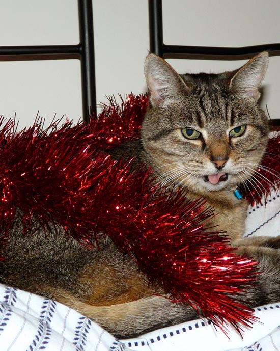 Γάτες που μισούν τα Χριστούγεννα (17)