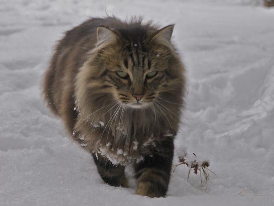 Γάτες στο χιόνι (23)