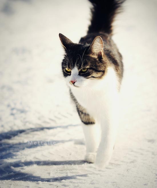 Γάτες στο χιόνι (16)
