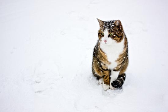 Γάτες στο χιόνι (13)