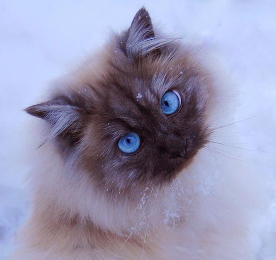 Γάτες στο χιόνι (10)