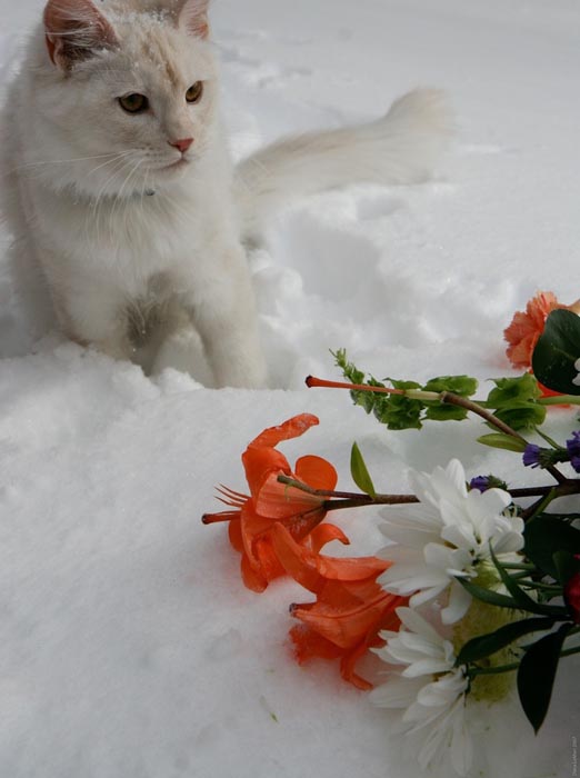 Γάτες στο χιόνι (8)
