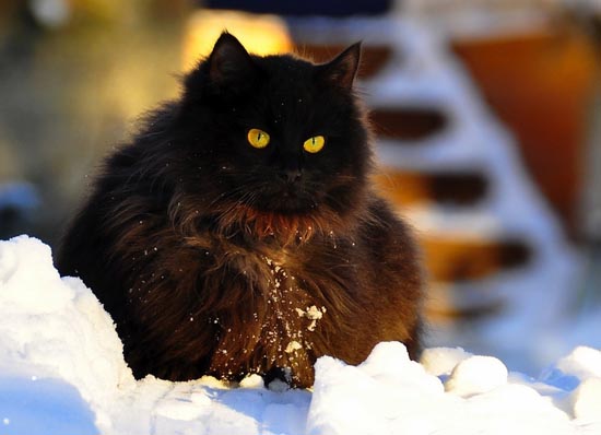 Γάτες στο χιόνι (6)