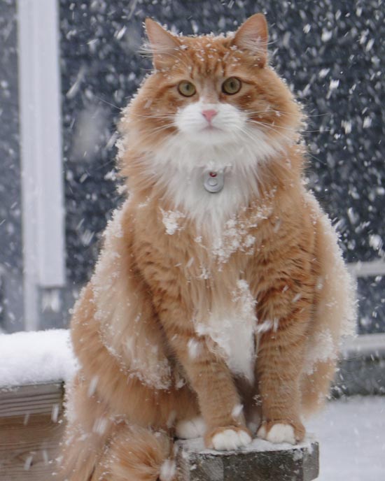 Γάτες στο χιόνι (1)