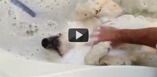 Αυτός ο σκύλος λατρεύει το μπάνιο, υπό έναν όρο!