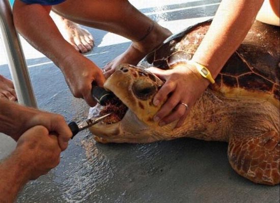 Ασυνήθιστη διάσωση μιας θαλάσσιας χελώνας (2)
