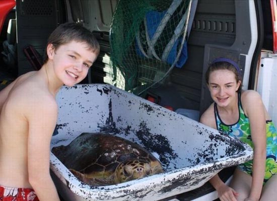 Ασυνήθιστη διάσωση μιας θαλάσσιας χελώνας (5)