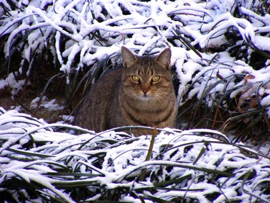 Γάτες στο χιόνι (2)