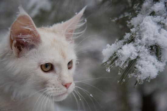 Γάτες στο χιόνι (4)