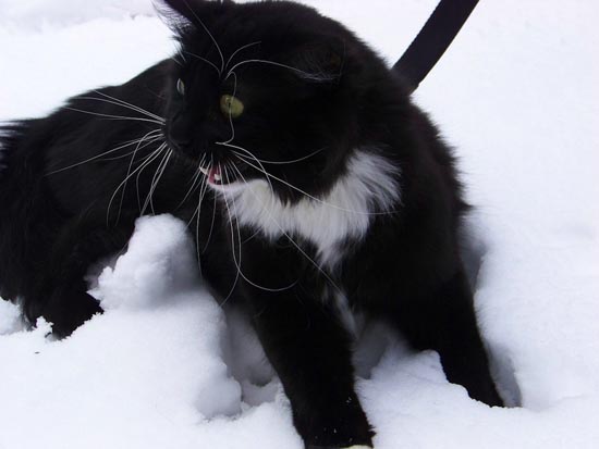 Γάτες στο χιόνι (9)