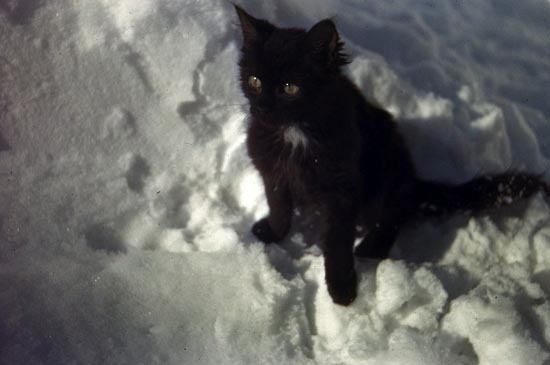 Γάτες στο χιόνι (11)