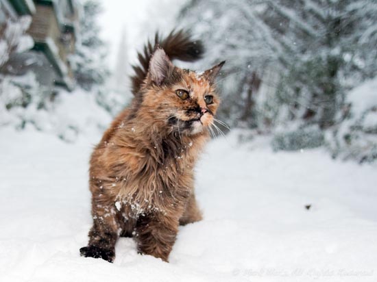 Γάτες στο χιόνι (14)