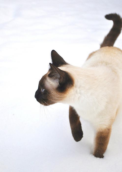 Γάτες στο χιόνι (15)