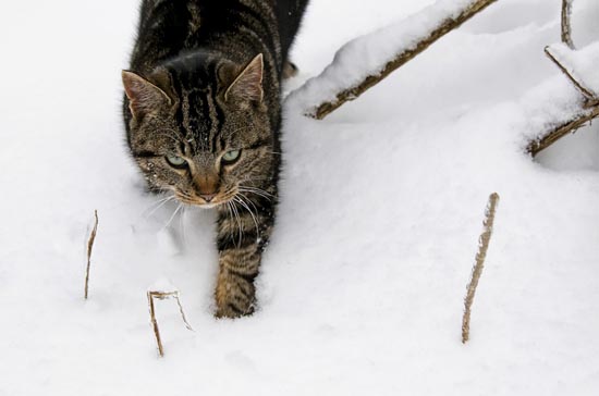 Γάτες στο χιόνι (18)