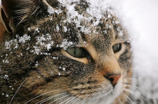 Γάτες στο χιόνι (25)