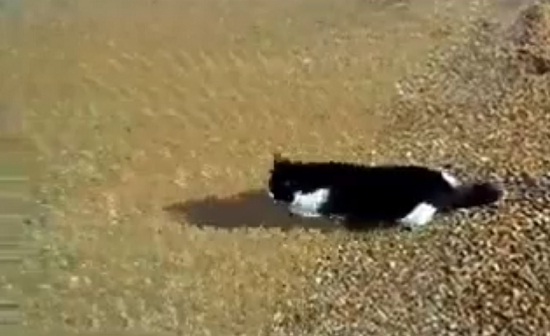 Γάτα πάει για κολύμπι στη θάλασσα!