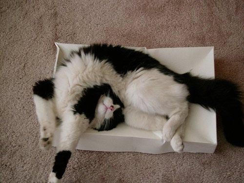 Οι πιο παράξενες στάσεις ύπνου για γάτες (6)