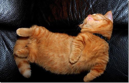 Οι πιο παράξενες στάσεις ύπνου για γάτες (8)