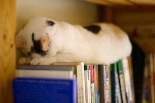 Οι πιο παράξενες στάσεις ύπνου για γάτες (12)