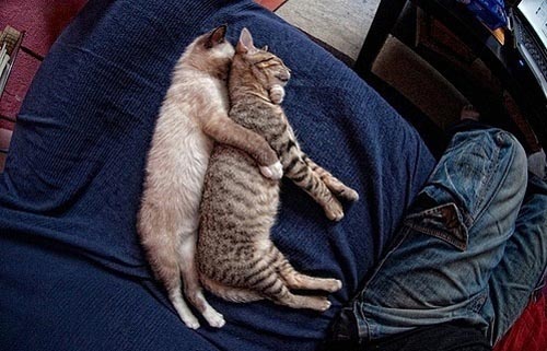 Οι πιο παράξενες στάσεις ύπνου για γάτες (15)