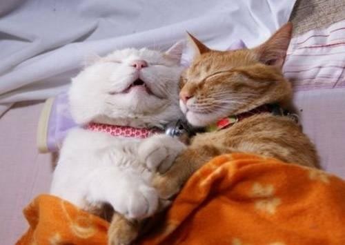 Οι πιο παράξενες στάσεις ύπνου για γάτες (25)