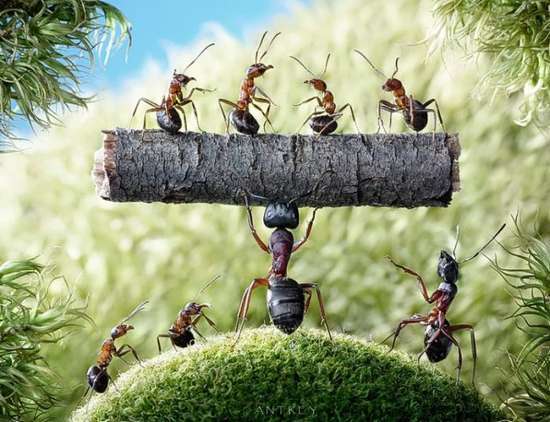 Περιπέτειες μυρμηγκιών (6)