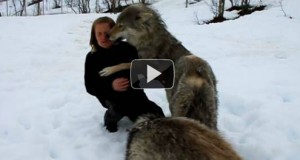 Αγέλη λύκων συναντούν μετά από μήνες την εκπαιδεύτρια τους